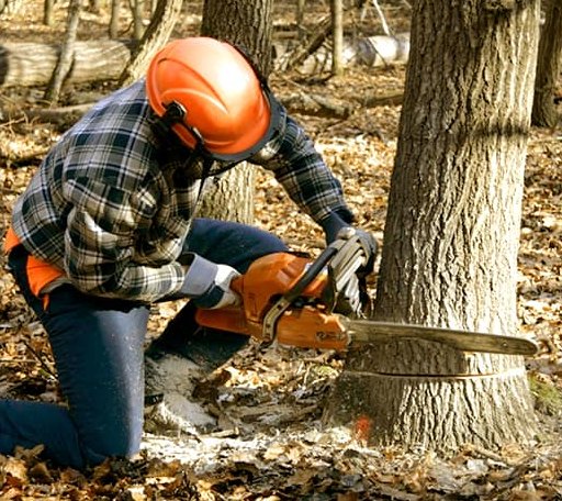 Tree Removal in Frederick, MD